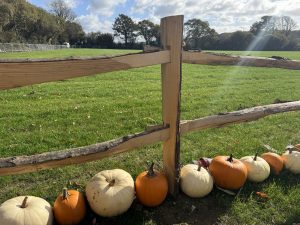 chestnut cleft fencing